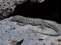maudoc.com • Maltese Wall Lizard - Lucertola maltese - Podarcis filfolensis •  IMG_2035.jpg : Lucertola maltese