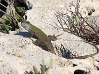 maudoc.com • Italian Wall Lizard - Lucertola campestre - Podarcis siculus •  IMG_2897.jpg   Sicily : Lucertola campestre