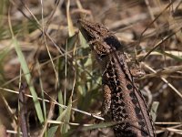 maudoc.com • Italian Wall Lizard - Lucertola campestre - Podarcis siculus •  IMG_7055.jpg : Lucertola campestre
