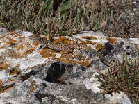 maudoc.com • Italian Wall Lizard - Lucertola campestre - Podarcis siculus •  IMG_7089.jpg : Lucertola campestre