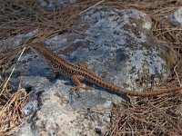 maudoc.com • Italian Wall Lizard - Lucertola campestre - Podarcis siculus •  IMG_7379.jpg : Lucertola campestre