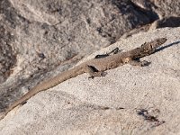 maudoc.com • Water Monitor - Varano del Nilo - Varanus niloticus •  lizard_SA.jpg   Krüger Park, South Africa : Lucertola