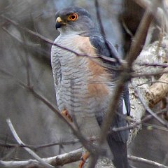 sparrowhawk01