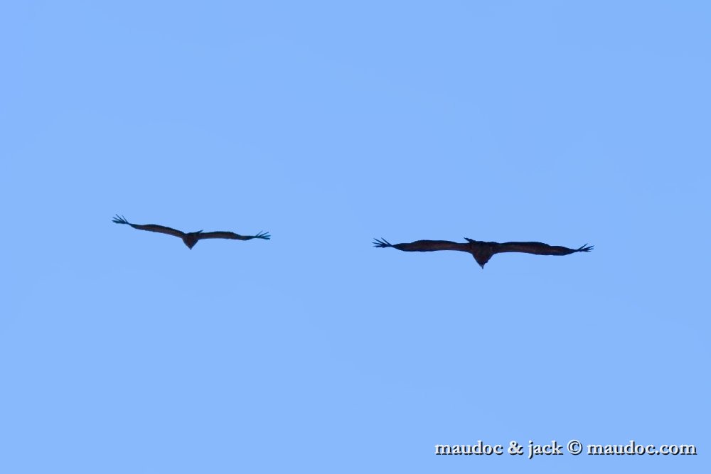 blackvulture02.jpg - Griffon & Black Vulture