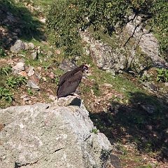 blackvulture