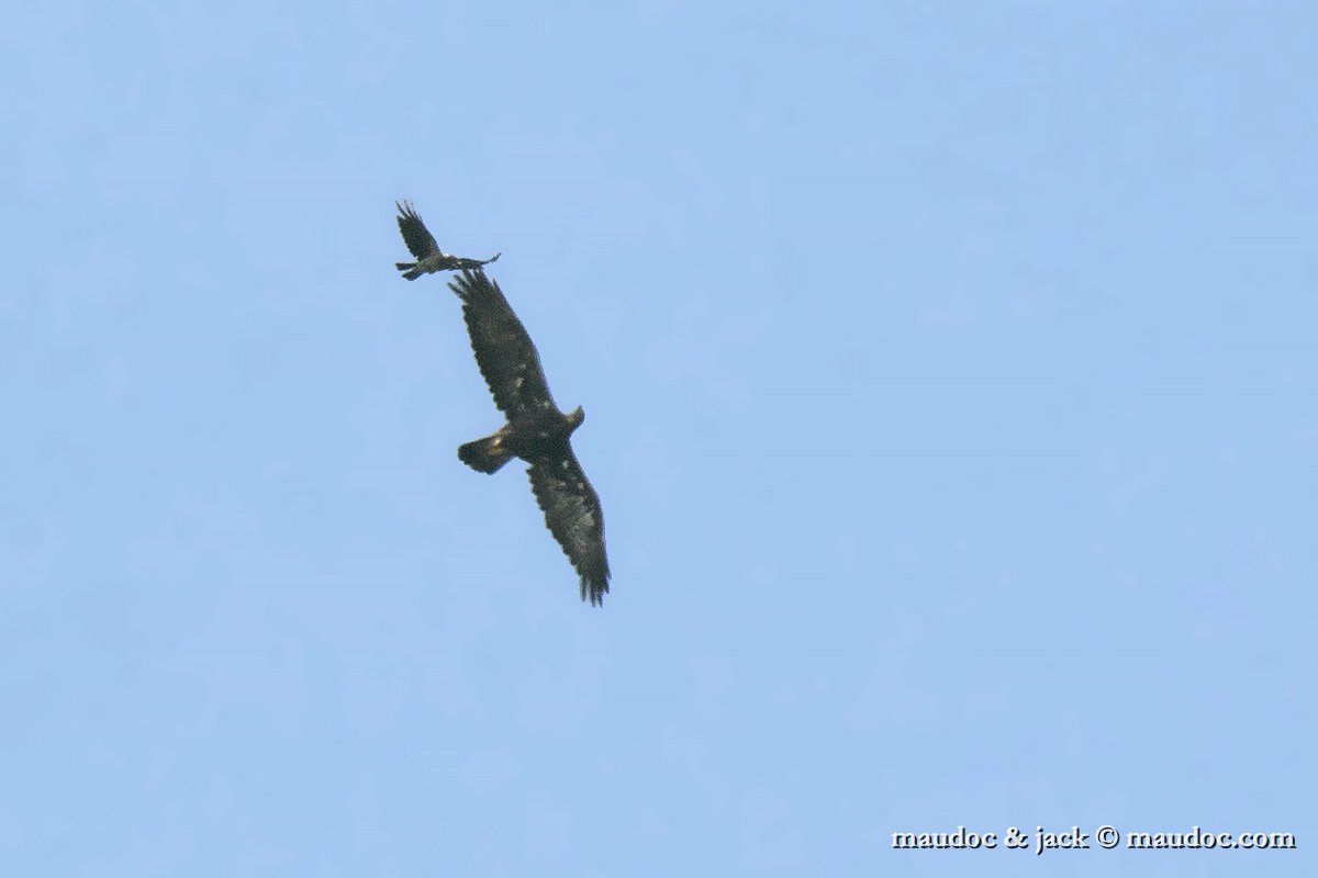 IMG_0854.jpg - with Hooded Crow