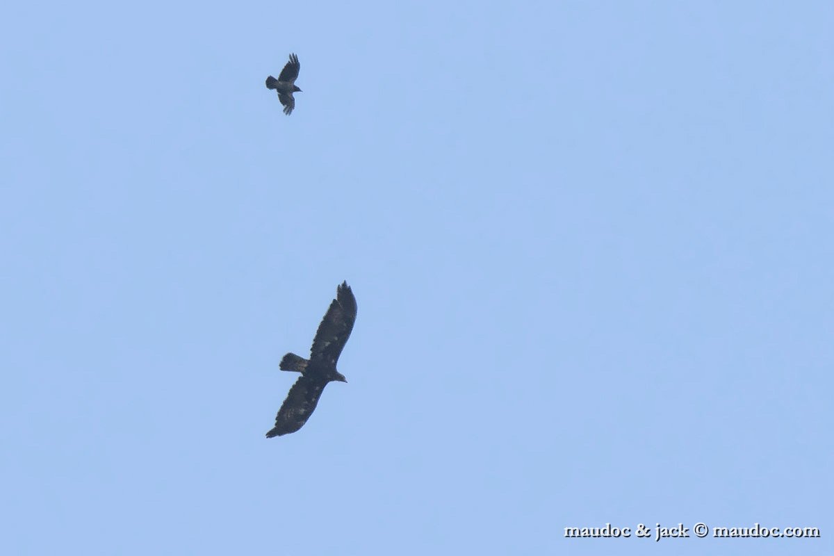 IMG_0856.jpg - with Hooded Crow