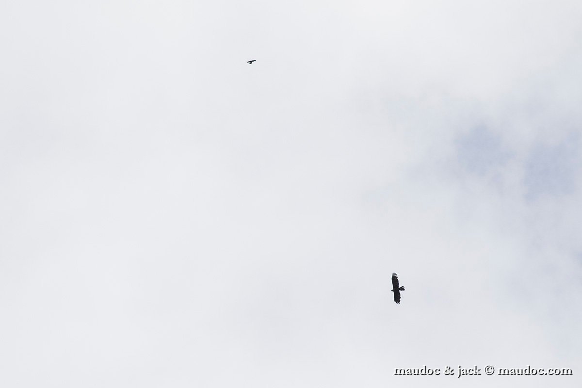 IMG_5006.jpg - with Alpine Chough