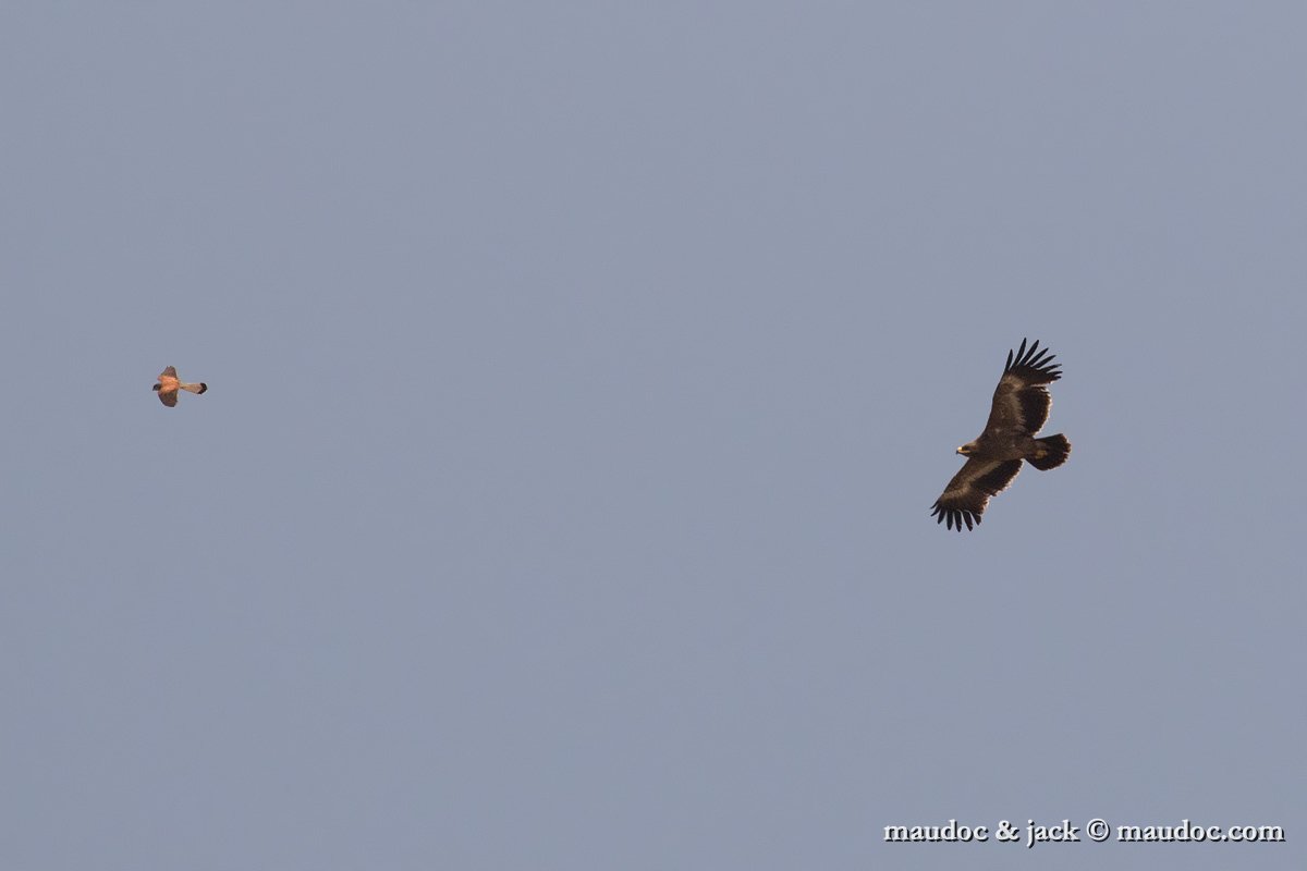 IMG_7730.jpg - with Common Kestrel