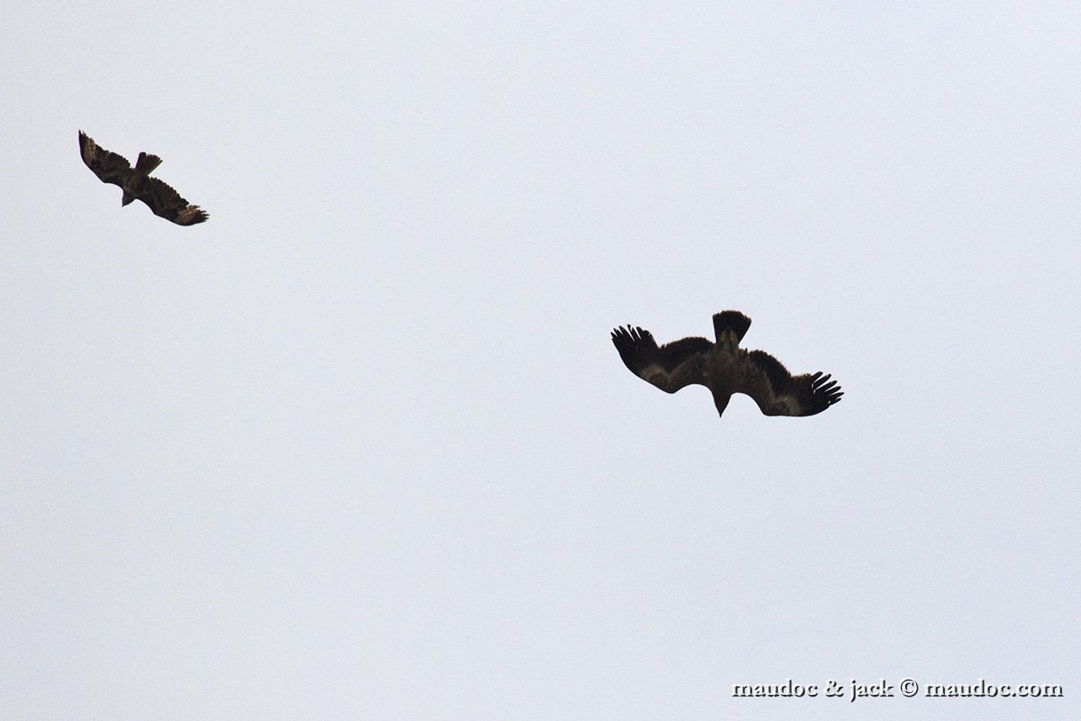 IMG_7805a.jpg - with Common Buzzard