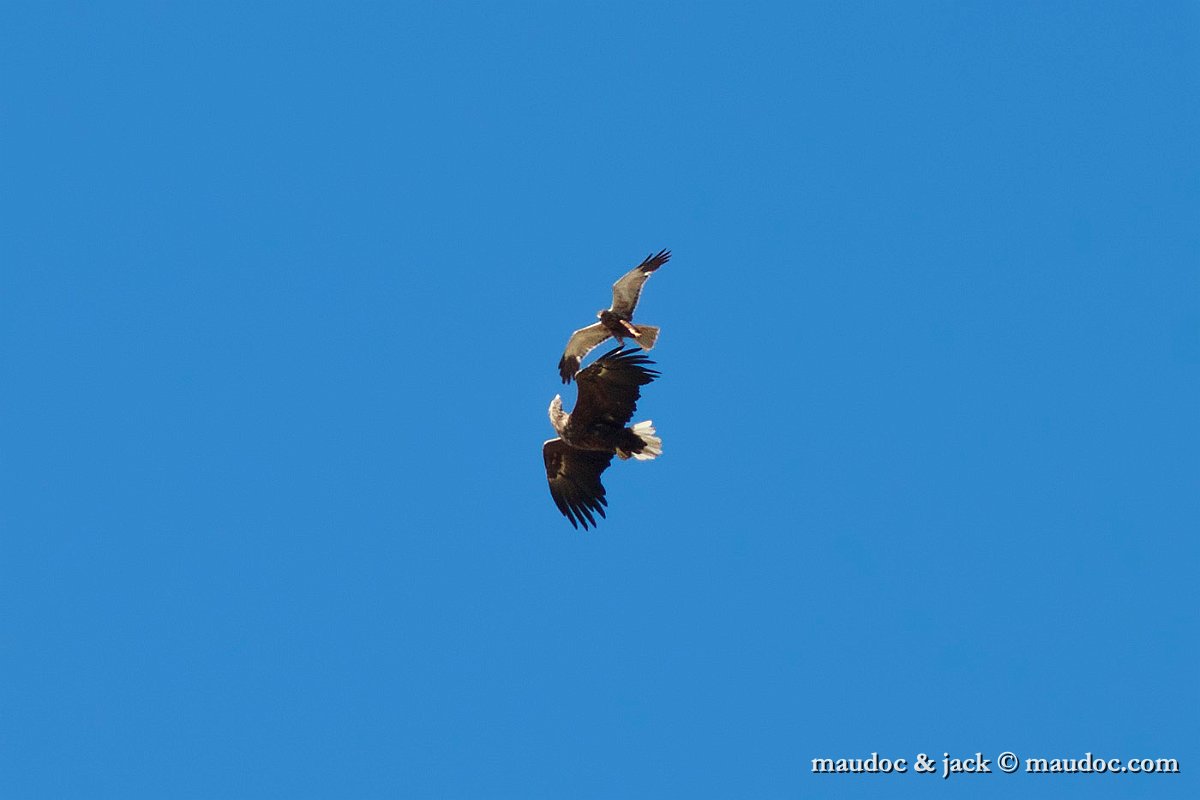 IMG_5518.jpg - with White-tailed Eagle