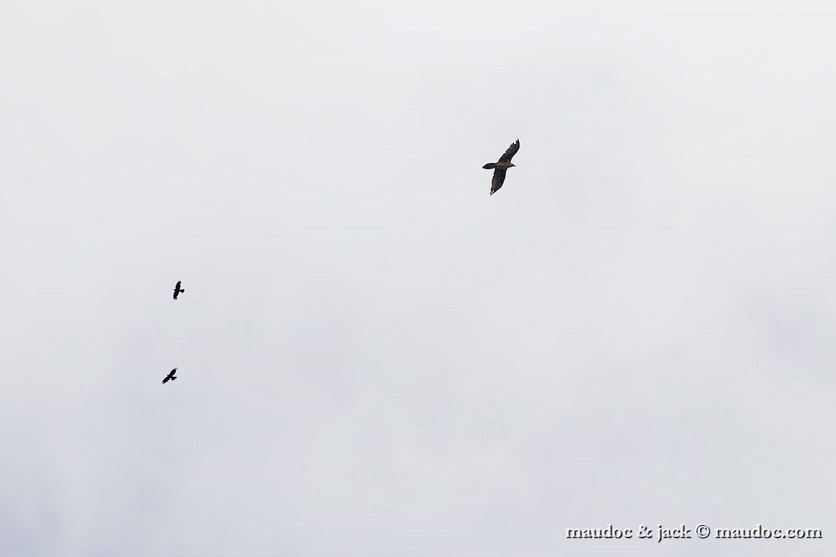 IMG_5021.jpg - with Alpine Chough