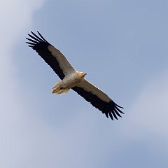 egvulture01