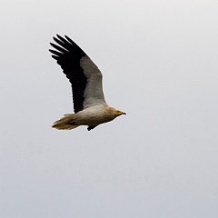 egvulture03