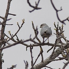 Accipiter_badius