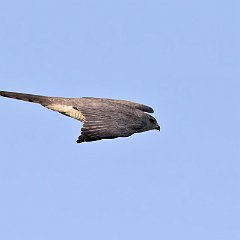 Accipiter_brevipes