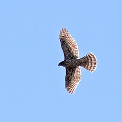 Accipiter_gentilis