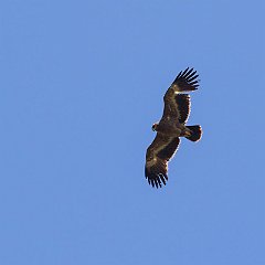 Aquila_nipalensis