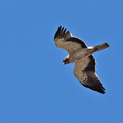 Aquila_pennata