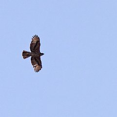 Aquila_spilogaster