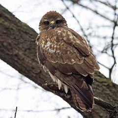 Buteo_buteo