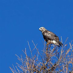 Buteo_lagopus