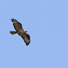 Buteo_rufinus