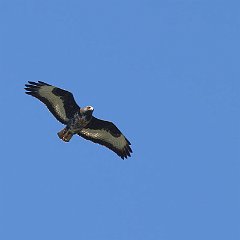 Buteo_rufofuscus