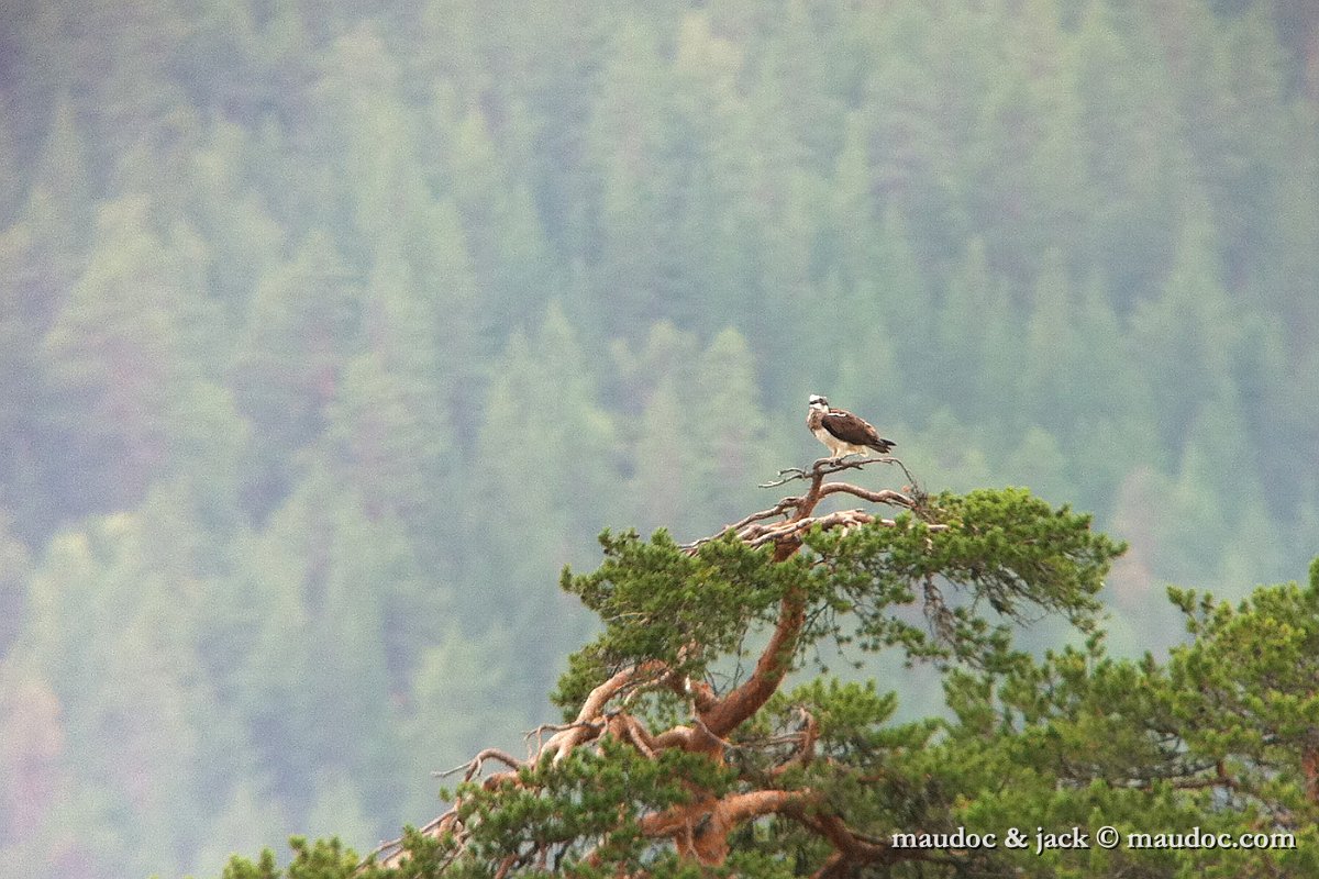 IMG_1935.jpg - digiscoping