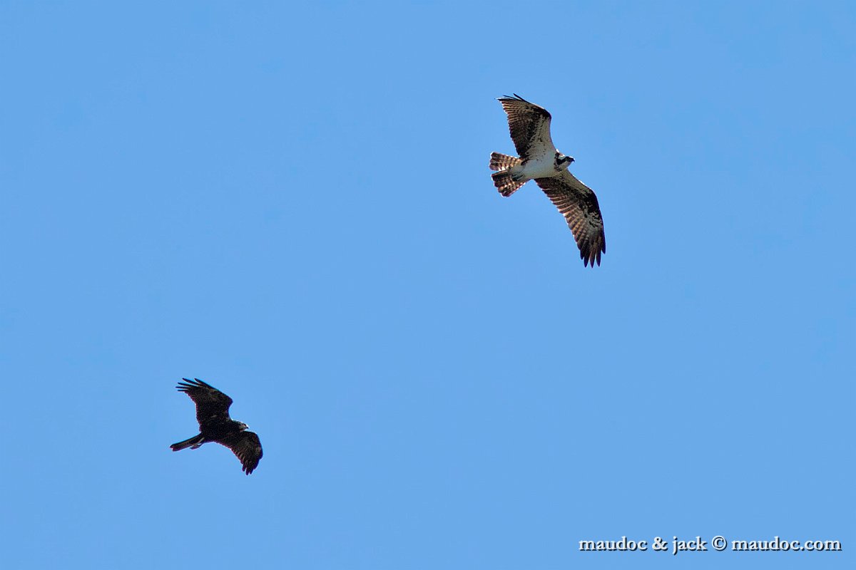 IMG_5555.jpg - with Marsh Harrier