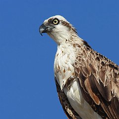 Pandion_haliaetus