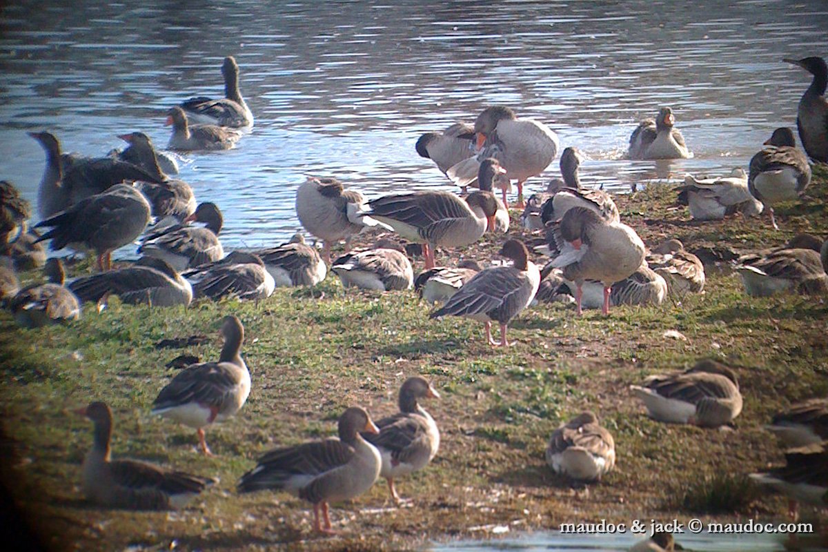 IMG_0240.jpg - Isola della Cona, GO [I], phonescoping, with Greylag Goose