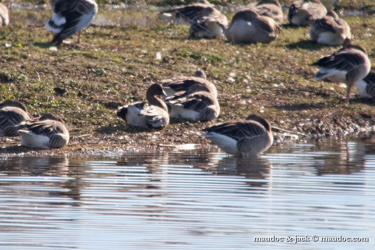 IMG_7081.jpg - Isola della Cona, GO [I], phonescoping, with Greylag Goose