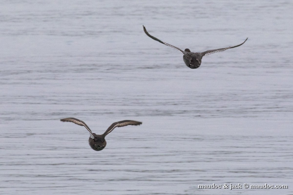 IMG_2785.jpg - up right - with Ferruginous Duck (left)