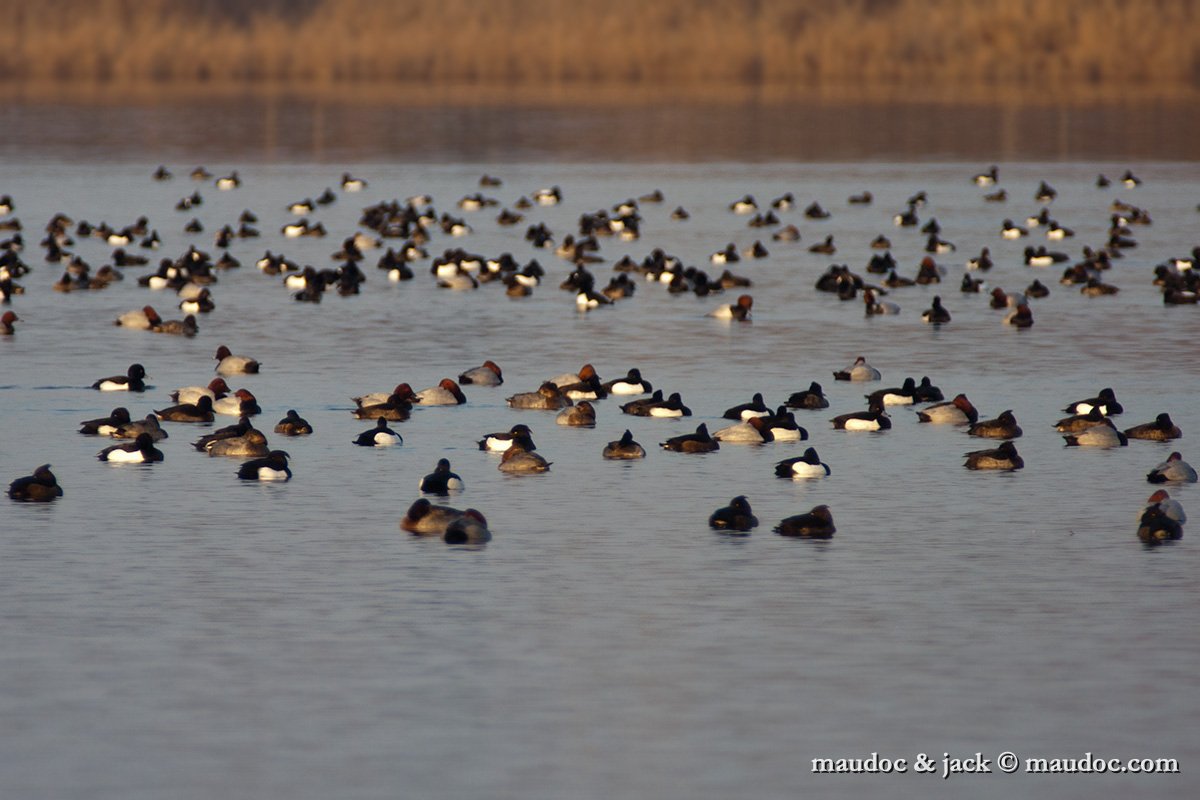 IMG_4845.jpg - with Tufted Ducks