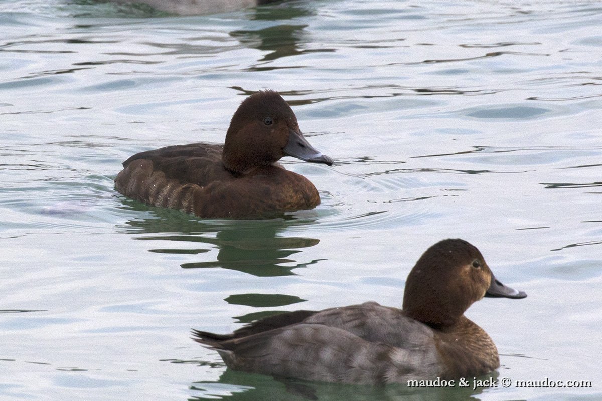 IMG_2779.jpg - with Common Pochard (right)