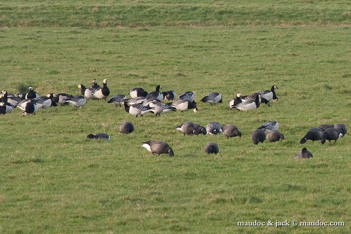 IMG_7829.jpg - with Brent Goose