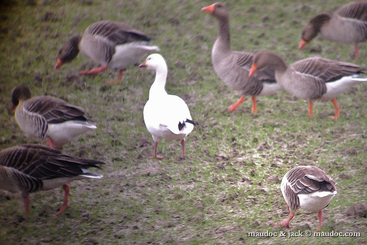 IMG_0576.jpg - Zeeland, Holland