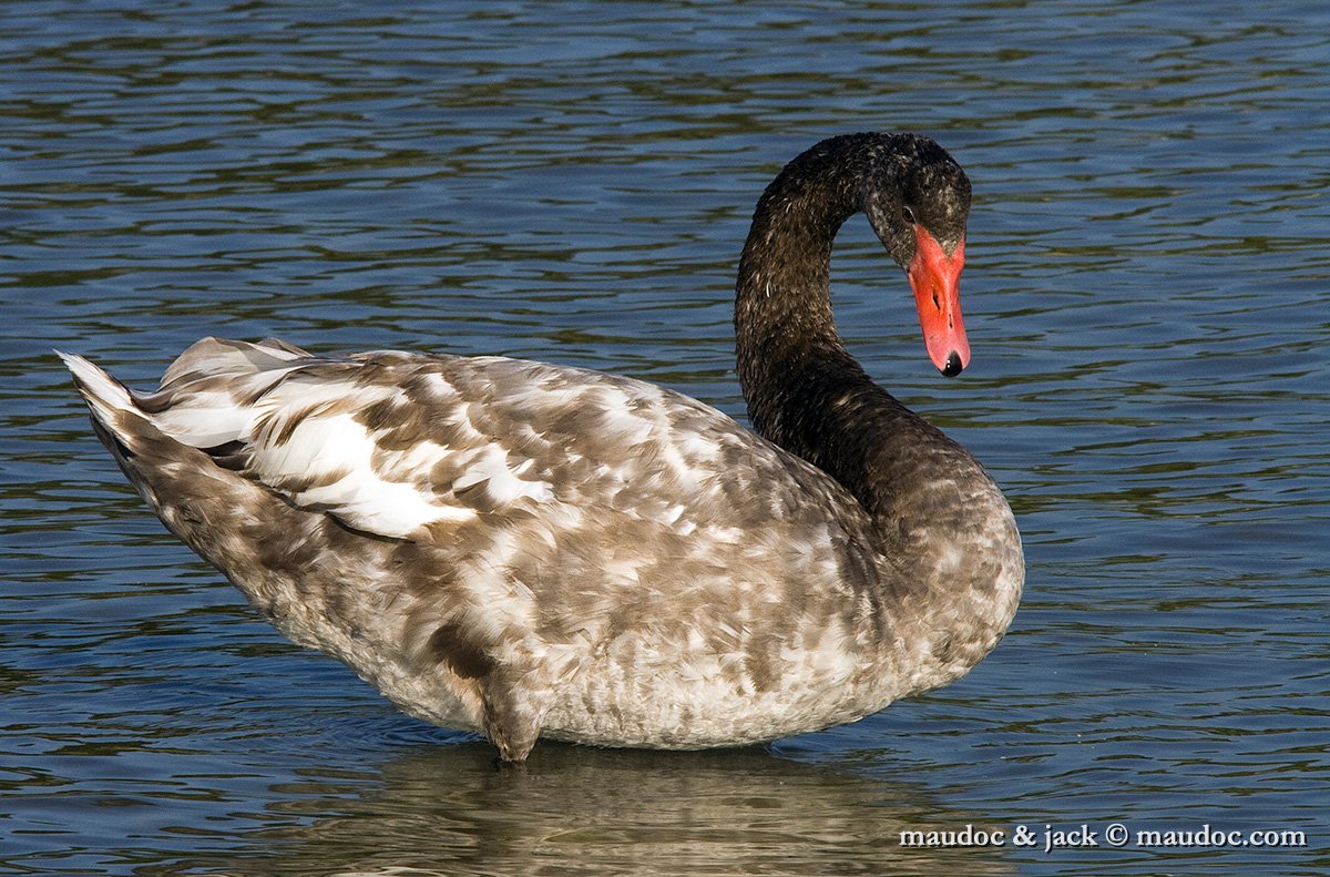 IMG_0322.jpg - Cignus ater x Cygnus olor