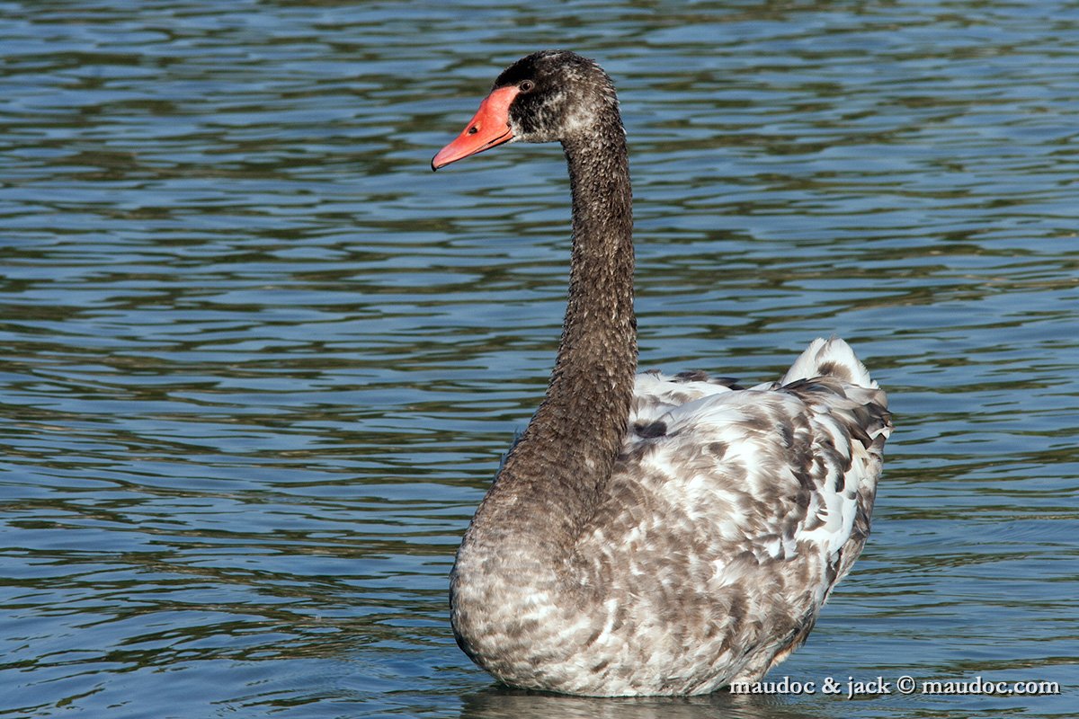 IMG_0336.jpg - Cignus ater x Cygnus olor