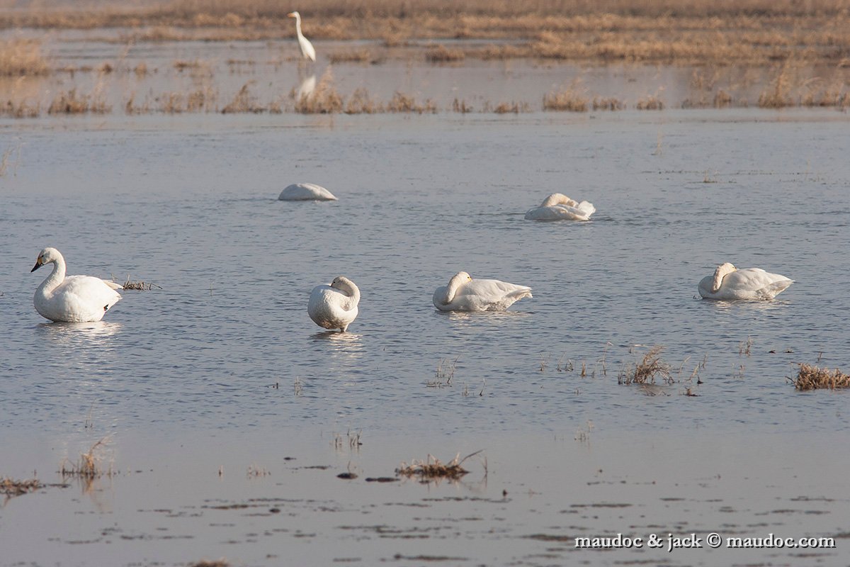 IMG_3015.jpg - Camargue [F]