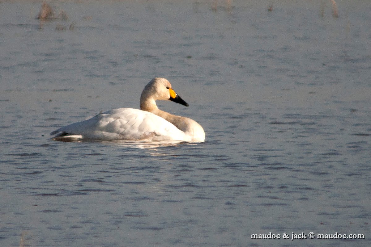 IMG_3019.jpg - Camargue [F]