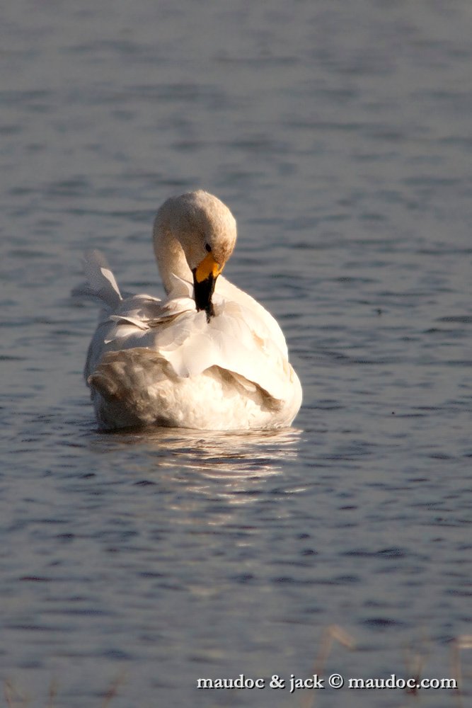 IMG_3022.jpg - Camargue [F]