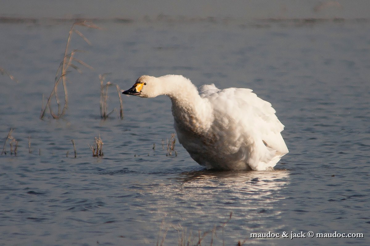 IMG_3023.jpg - Camargue [F]