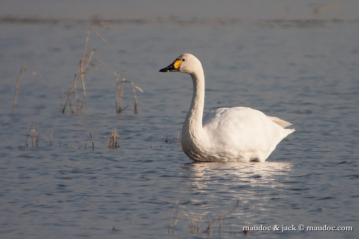 IMG_3025.jpg - Camargue [F]