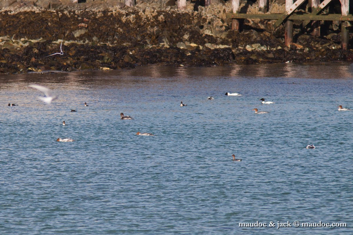 IMG_2488.jpg - Mergus merganser & Mergus serrator