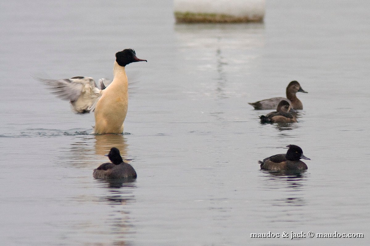 IMG_2930.jpg - male with females of Tufted Ducks, Pochard, Ring-necked Duck