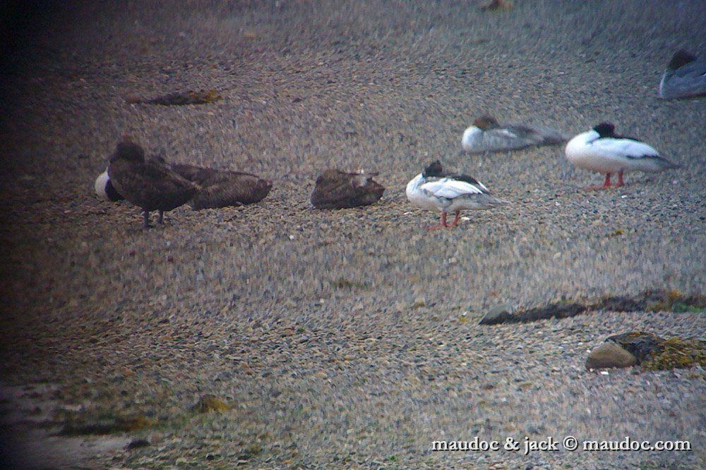 IMG_0621.jpg - with Eiders and Goosandeers