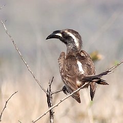 Lophoceros_nasutus