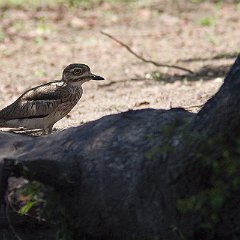 Burhinus_vermiculatus